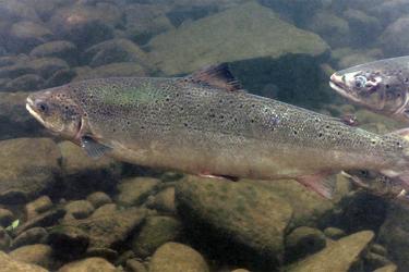 An atlantic salmon in the water. 