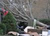 Survivors remove tree from home 